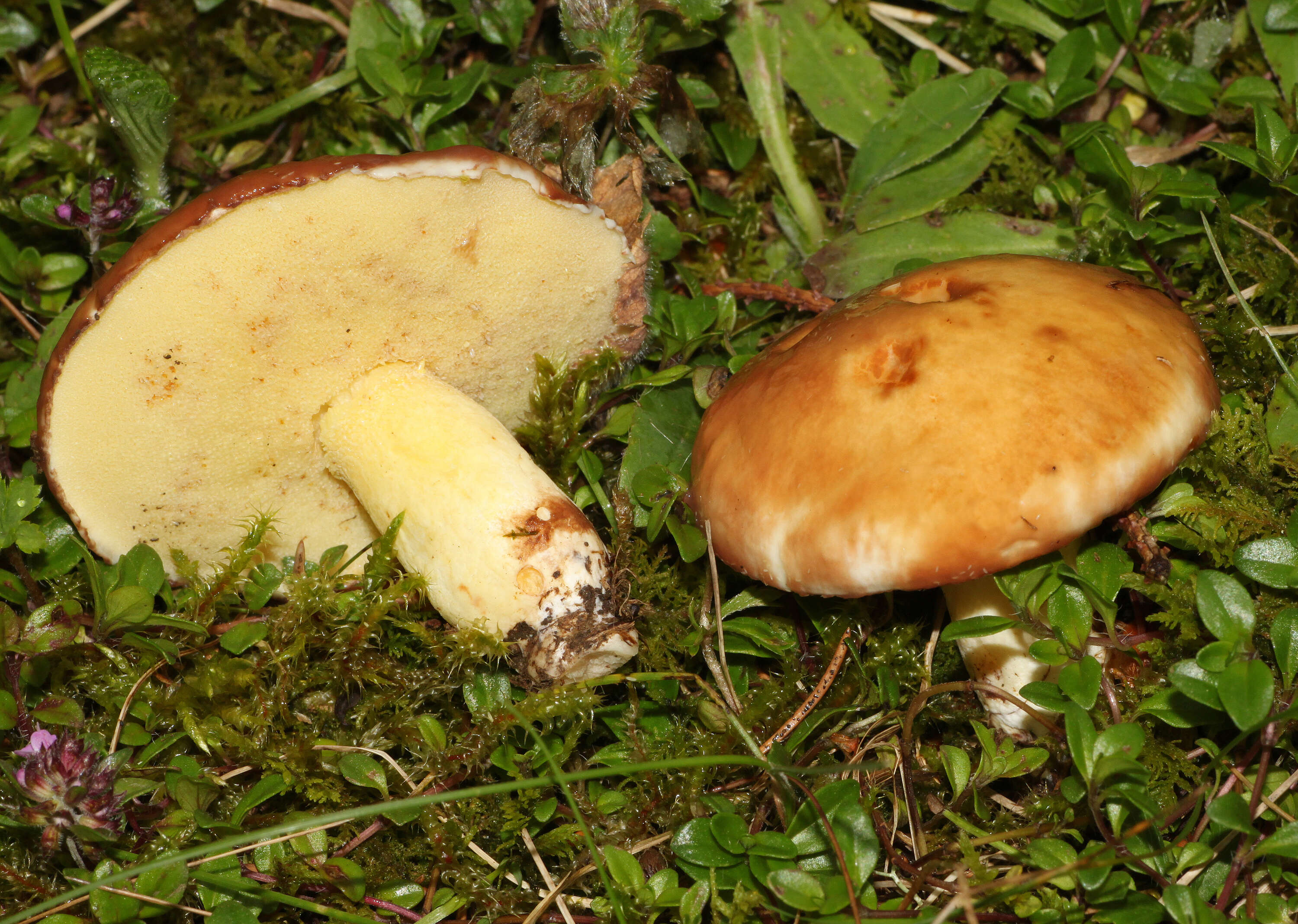 Image of Suillus granulatus (L.) Roussel 1796