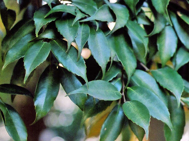 Image of Castanopsis sieboldii (Makino) Hatus.