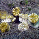 Image of striped bum coral