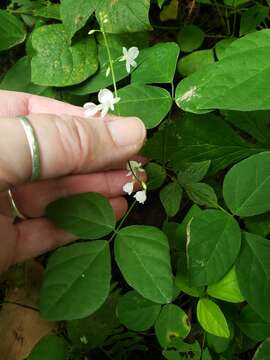 Image of <i>Hylodesmum pauciflorum</i>