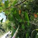 صورة Ipomoea dumosa (Benth.) L. O. Wms.