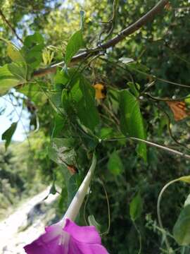 Image of Ipomoea dumosa (Benth.) L. O. Wms.