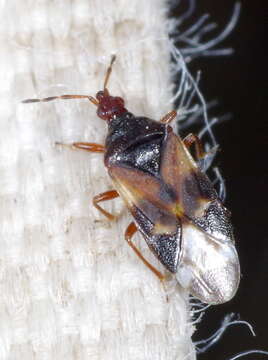 Image of Anthocoris nemoralis (Fabricius 1794)