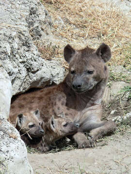 Image of Spotted Hyaenas