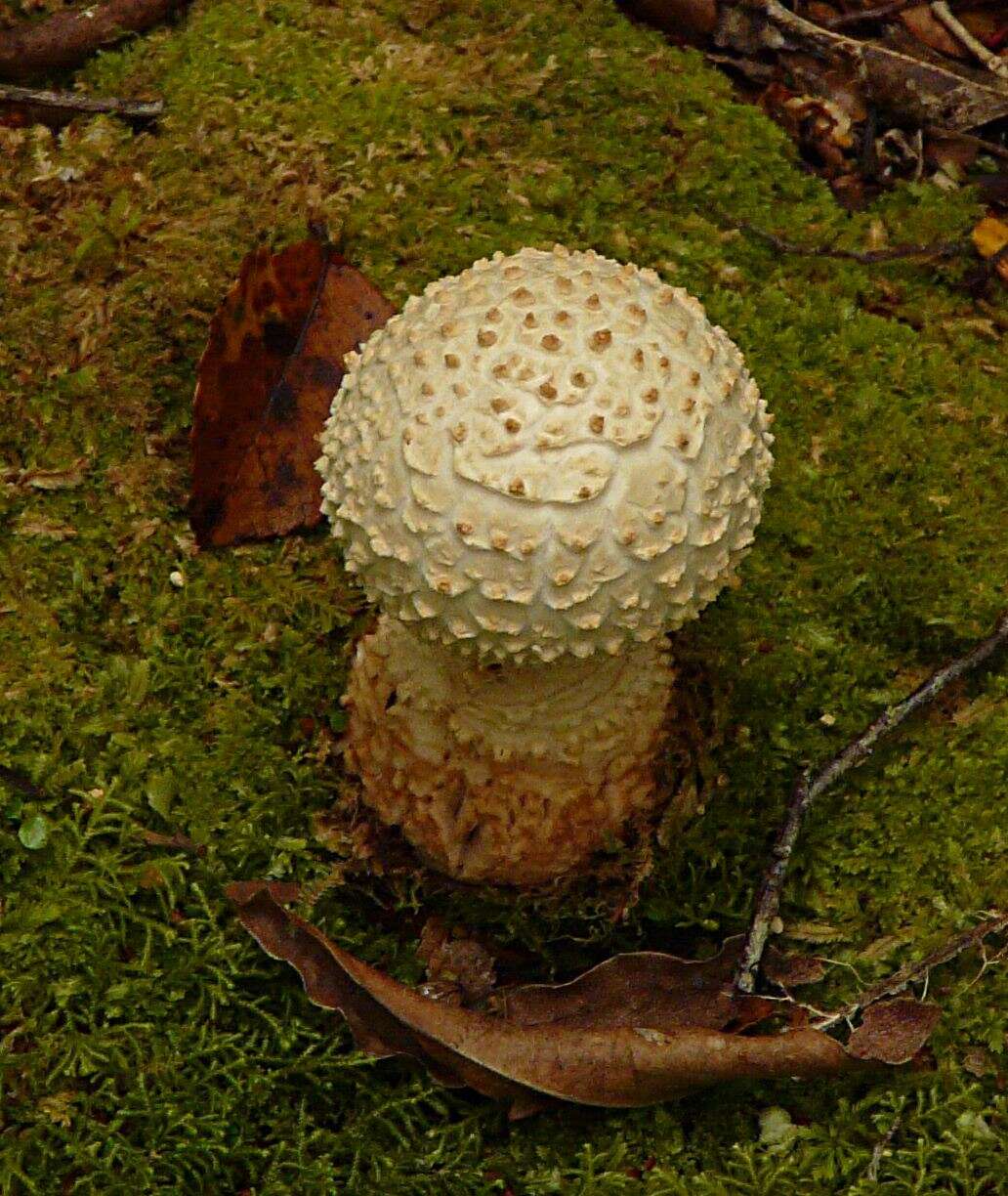 Image of Amanita pareparina G. S. Ridl. 1991