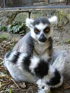 Image of Lemur Linnaeus 1758