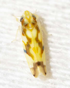 Image of Leafhopper