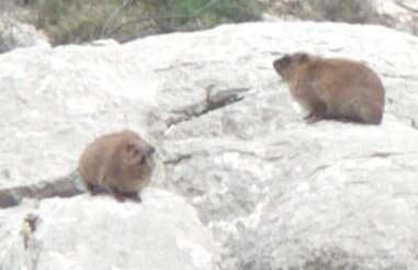 Image of Rock Hyrax