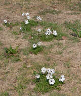 Imagem de Anemone coronaria L.