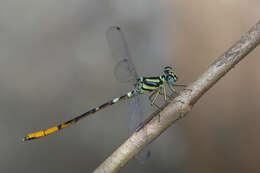 Imagem de Rhinagrion viridatum Fraser 1938