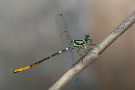 Image of Rhinagrion viridatum Fraser 1938