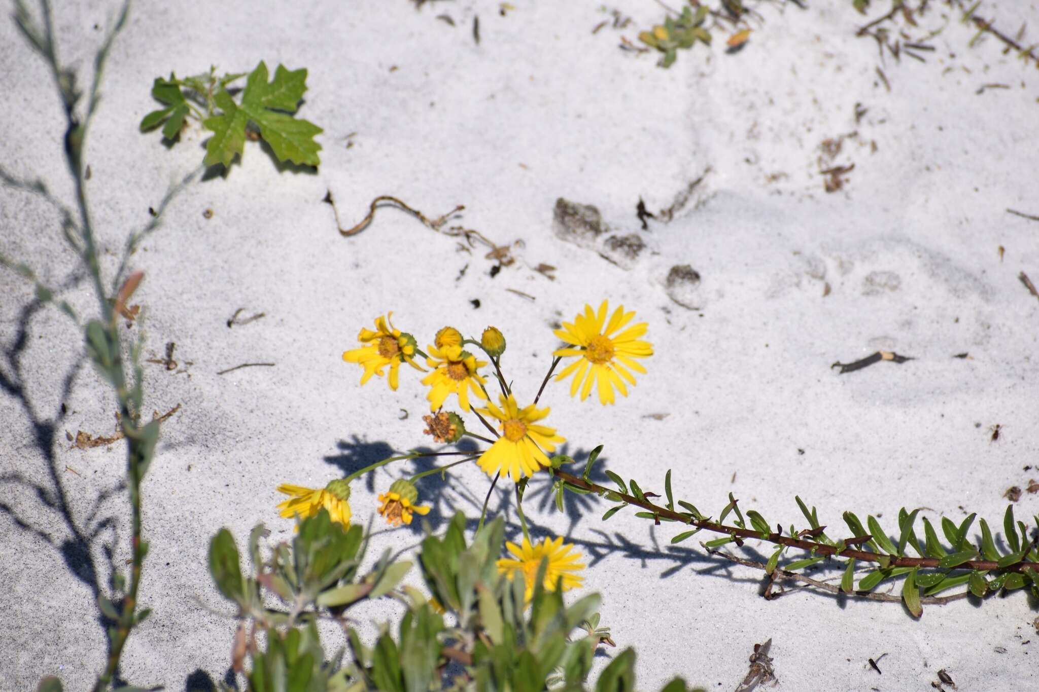 Image of cottony goldenaster