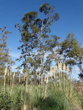 Image of Saligna Eucalyptus