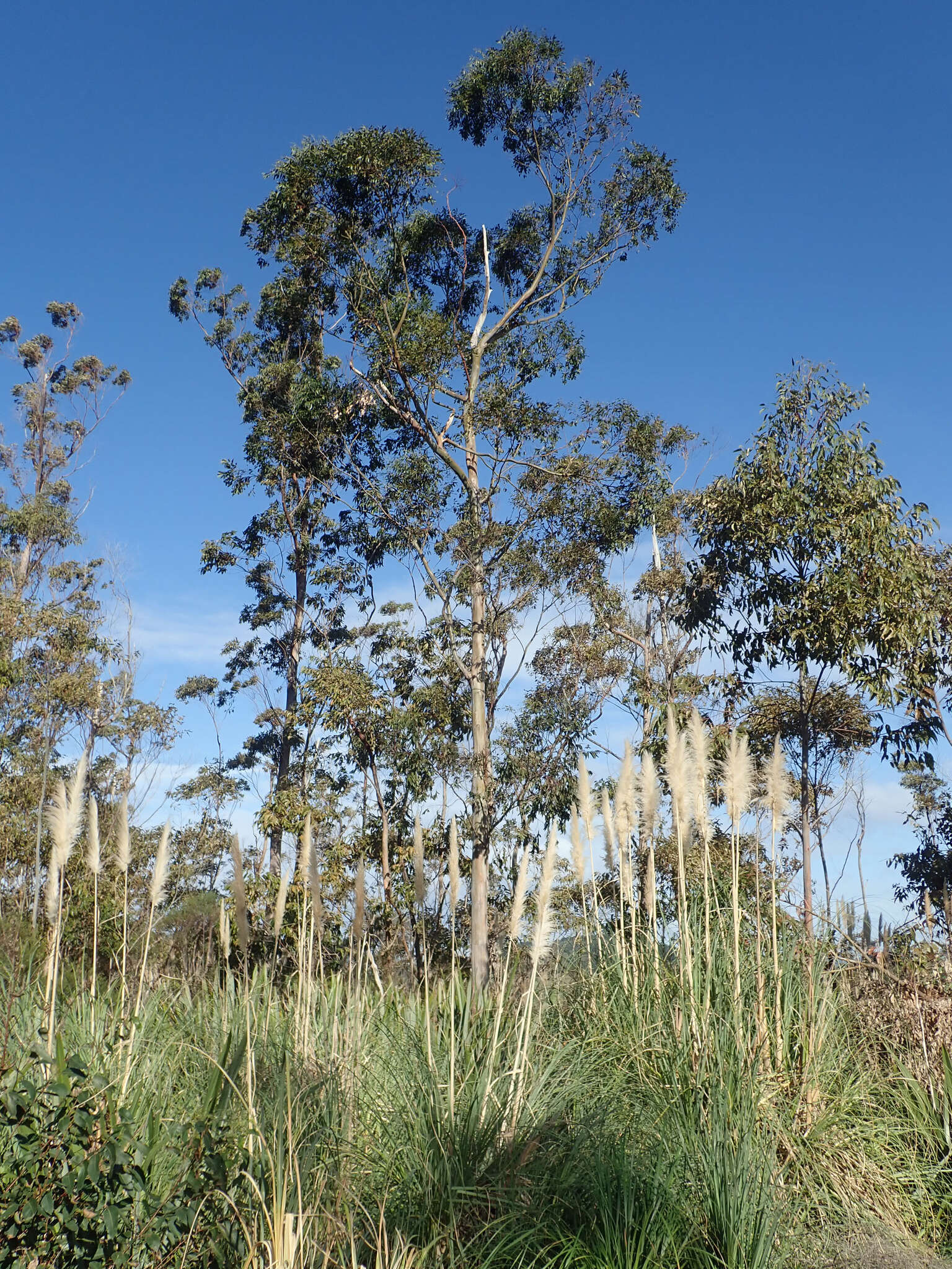 Слика од Eucalyptus saligna Sm.