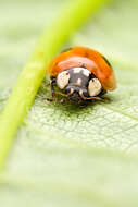 Adalia bipunctata (Linnaeus 1758) resmi