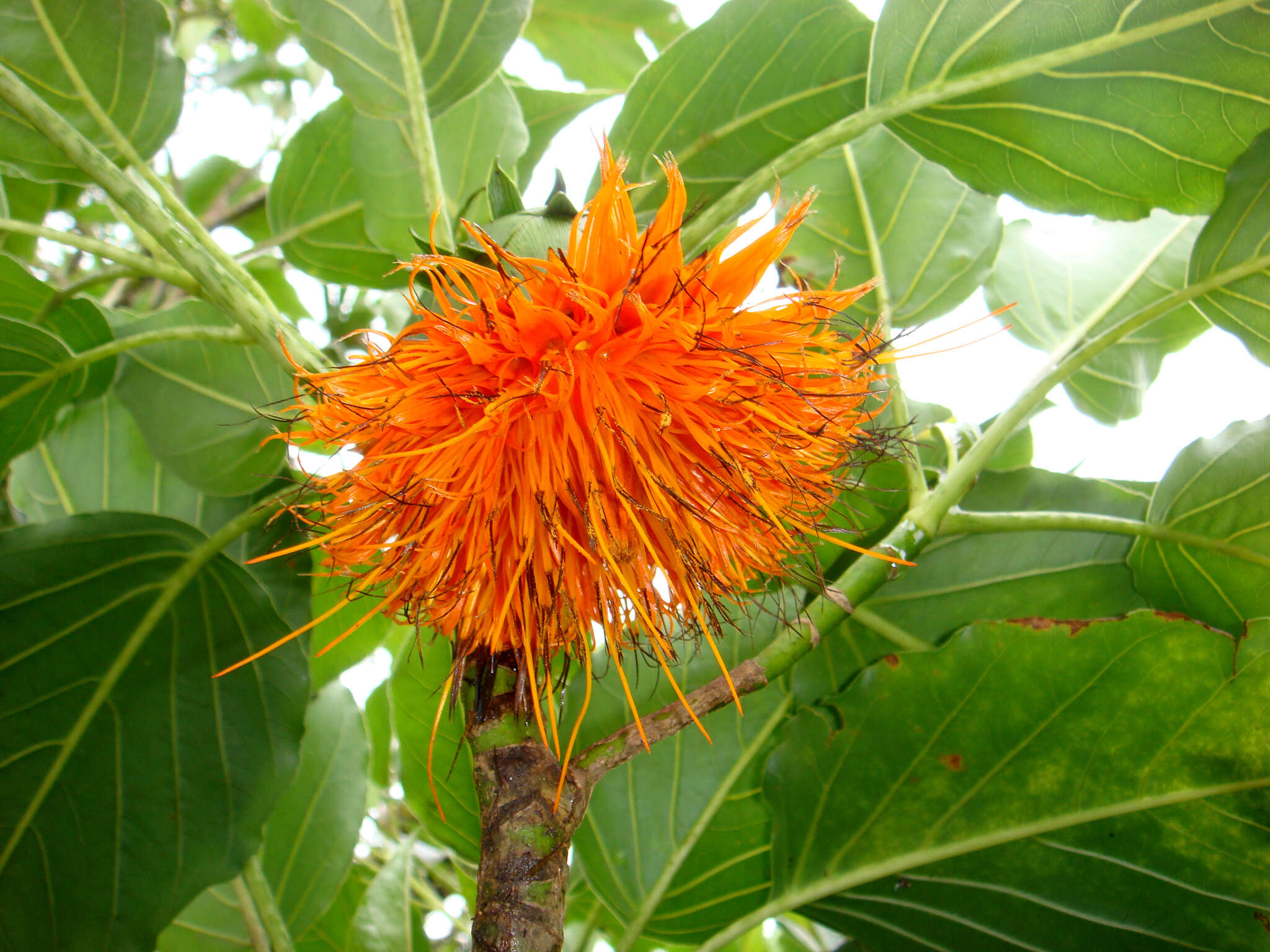 Image of burr daisytree