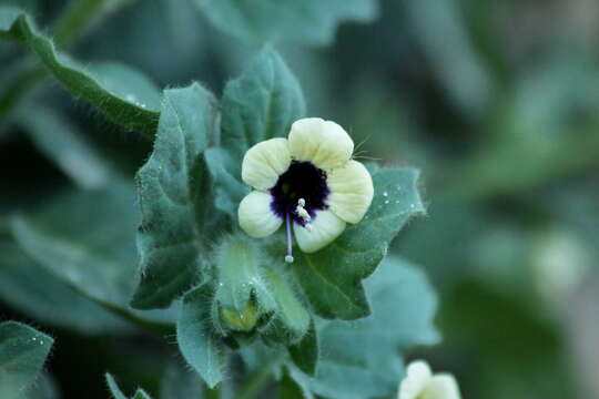 Image of white henbane