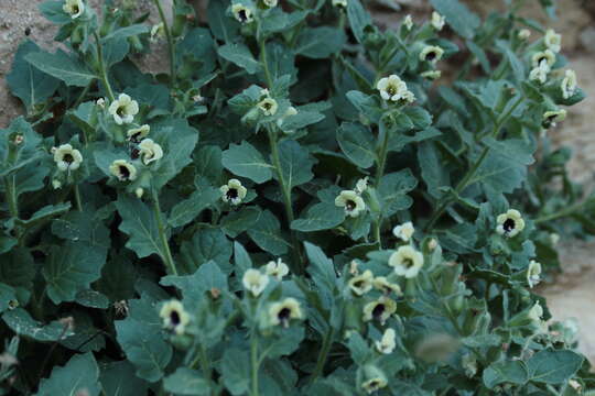 Image of white henbane