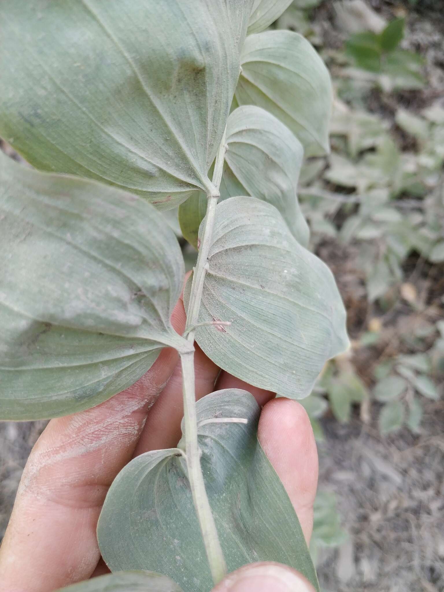 Слика од Polygonatum glaberrimum K. Koch