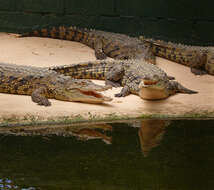 Image of Nile crocodile