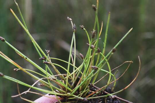 Eleocharis flavescens (Poir.) Urb.的圖片