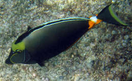 Image of Barcheek Unicornfish