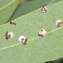 Image of Red gum lerp psyllid