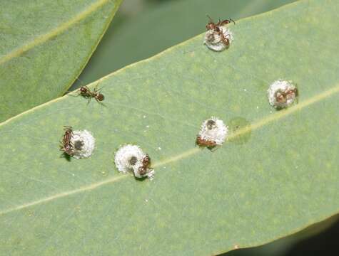 Image of Red gum lerp psyllid