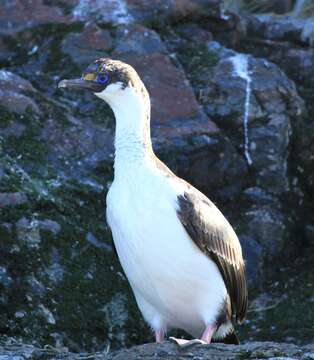 Image of South Georgia Shag