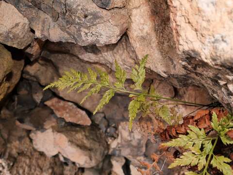 Imagem de Asplenium adiantum-nigrum subsp. adiantum-nigrum