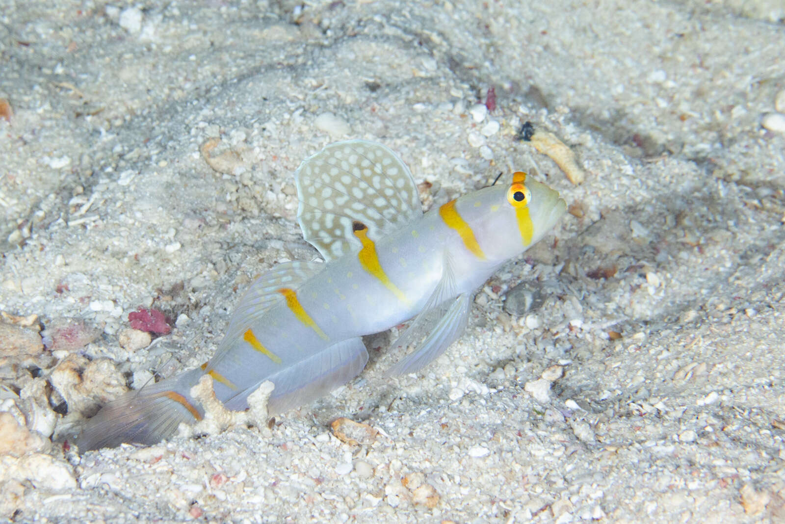 Image of Randall's prawn goby