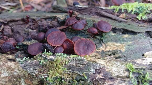 Image of Tubaria rufofulva (Cleland) D. A. Reid & E. Horak 1983