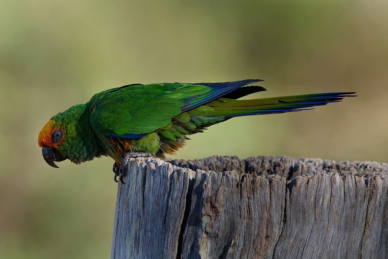 Image of Golden-capped Conure