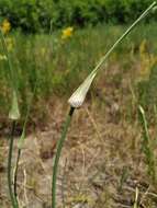 Image de Ail des jardins