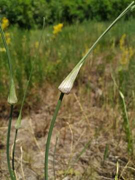 Image of field garlic