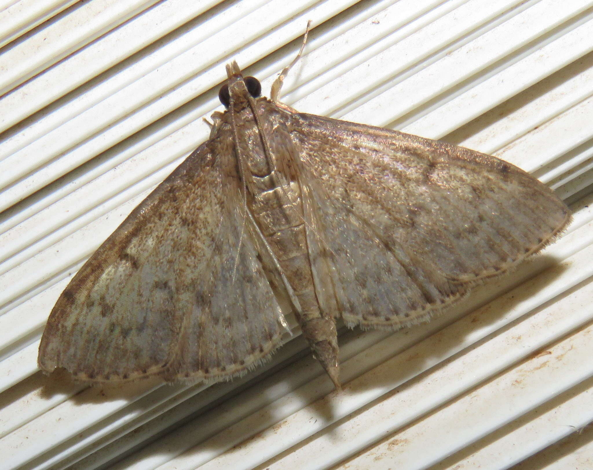 Image of Grass webworm