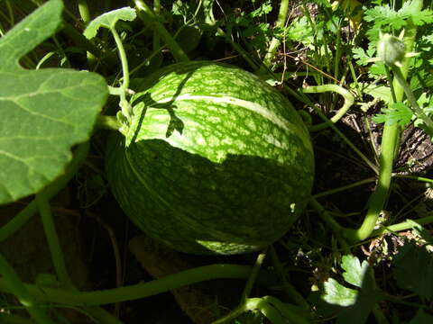 Image of figleaf gourd