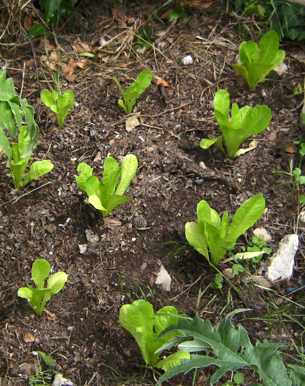 صورة Lactuca sativa var. longifolia