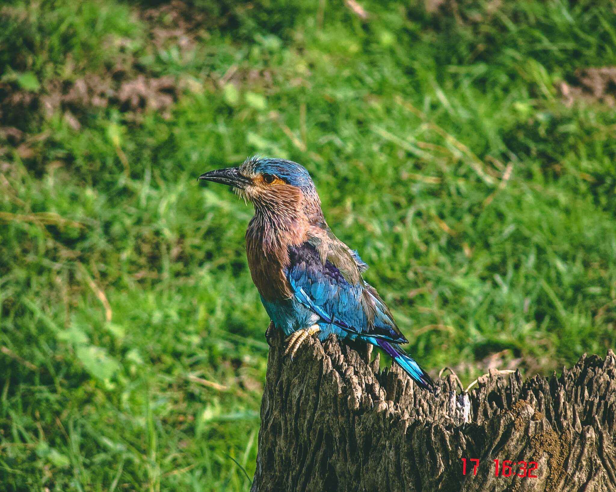 Imagem de Coracias benghalensis (Linnaeus 1758)