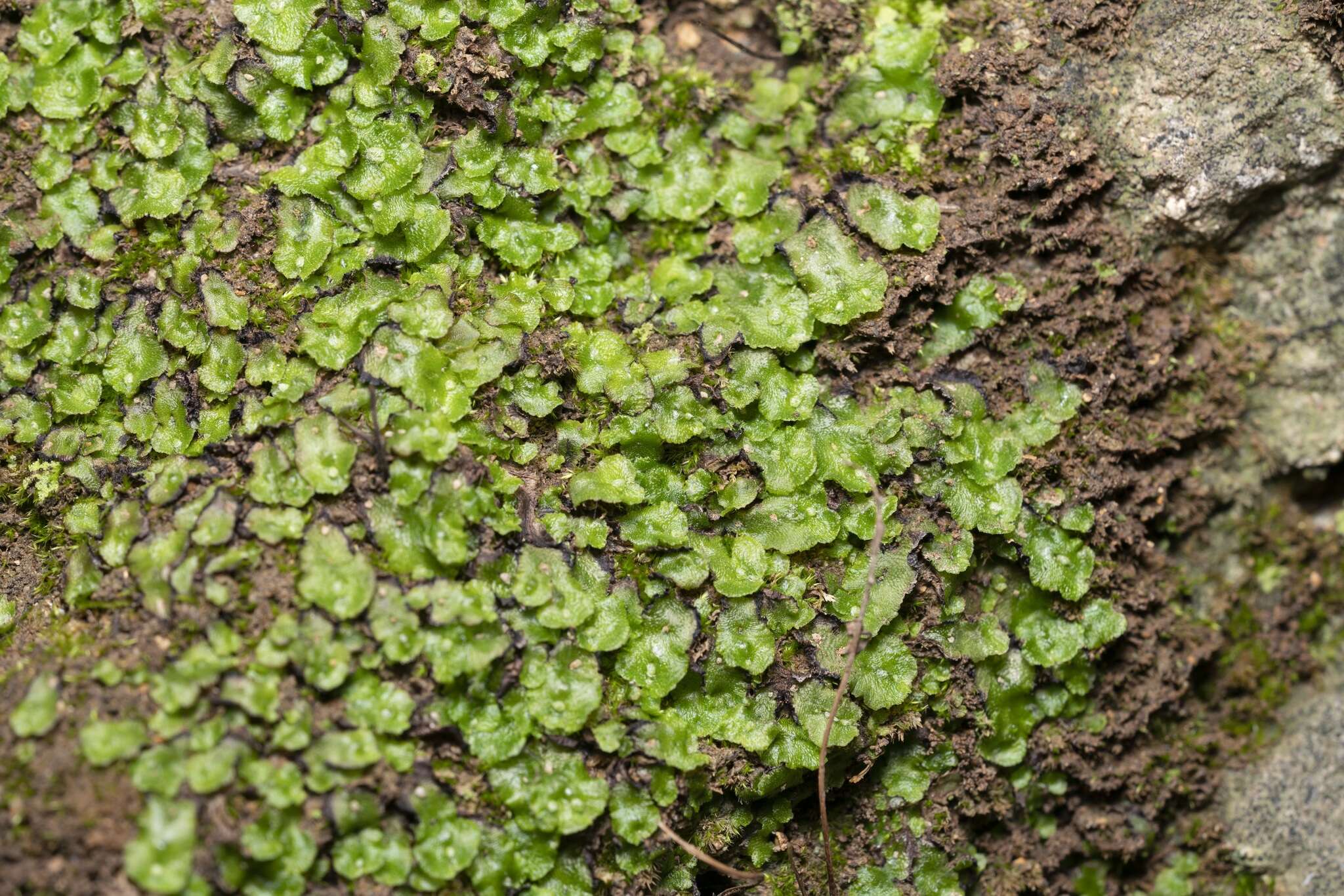 Image of Clevea spathysii (Lindenb.) Müll. Frib.