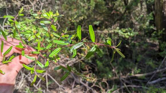 Image of Leionema bilobum subsp. truncatum (Hook. fil.) Duretto & K. L. Durham