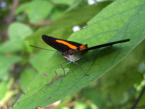 Imagem de Catonephele orites Stichel 1898