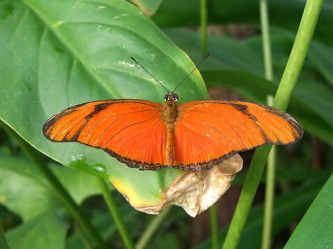 Image of Dryas