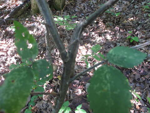 Image of winged elm