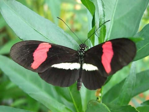 Image of Crimson Patched Longwing