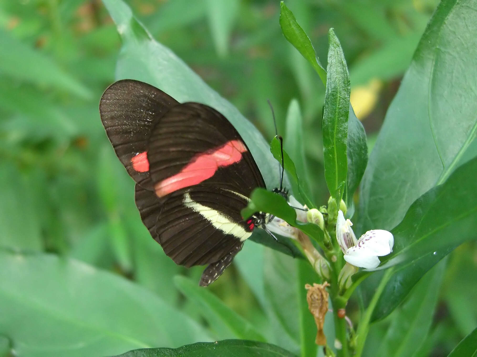 Image of Crimson Patched Longwing