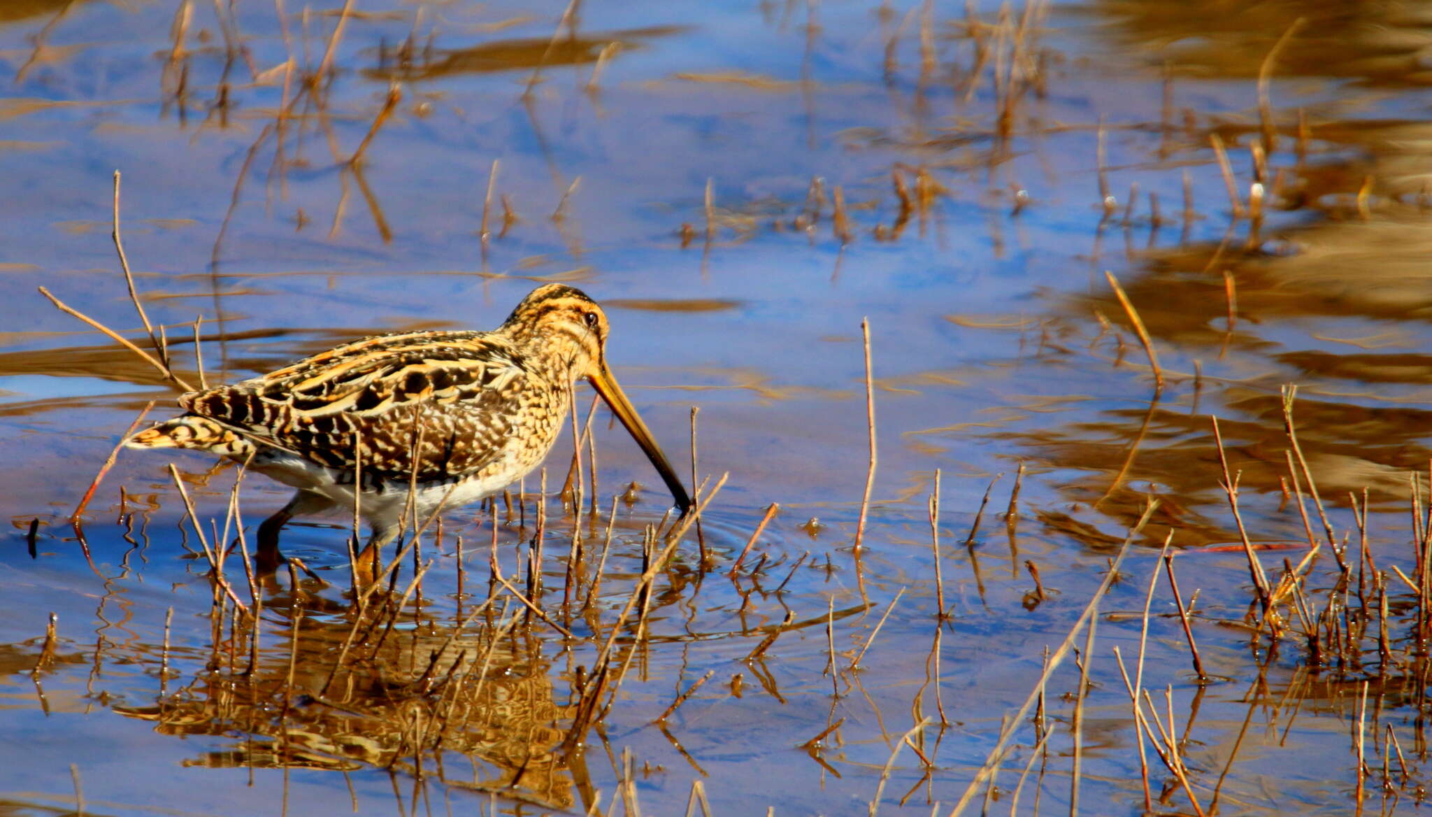 Gallinago nigripennis nigripennis Bonaparte 1839 resmi