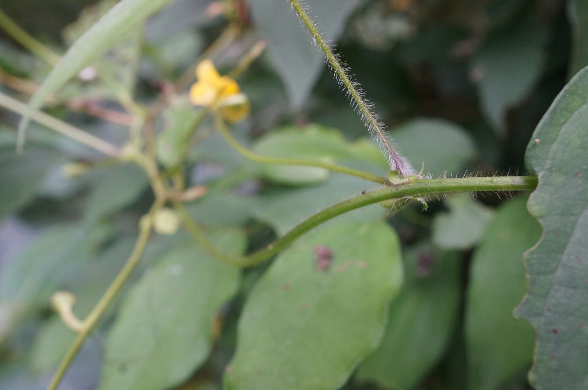 Image of Vigna reflexo-pilosa Hayata