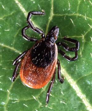 Image of Deer tick