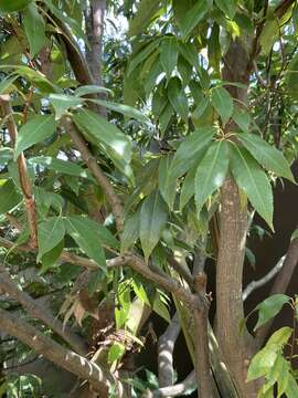 صورة Quercus myrsinifolia Blume